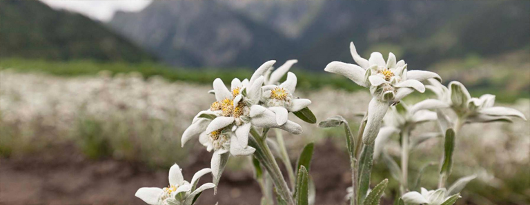 ordesa edelweiss