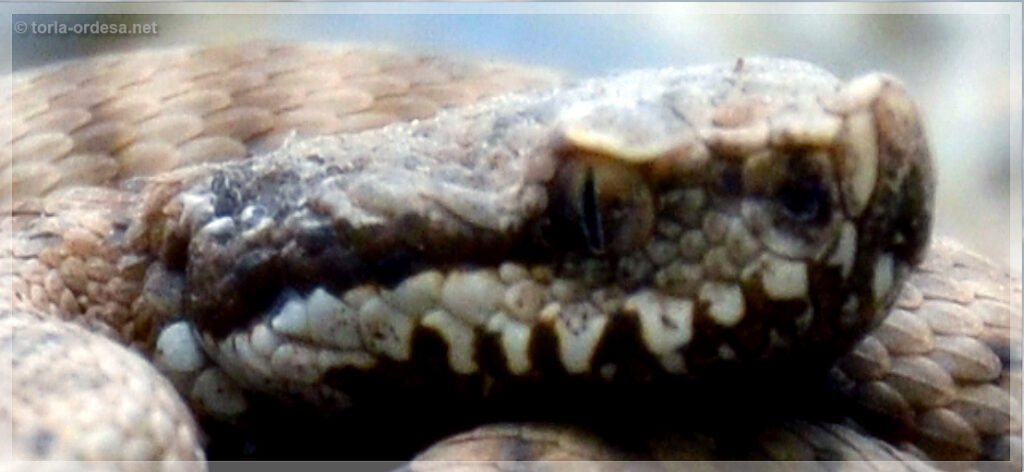 Torla Ordesa fauna