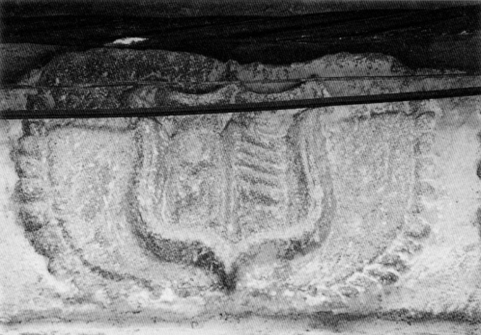 Torla Ordesa escudo